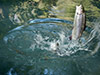 Fishing Tour