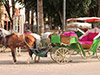 Majorelle Gardens and city walls in carriage