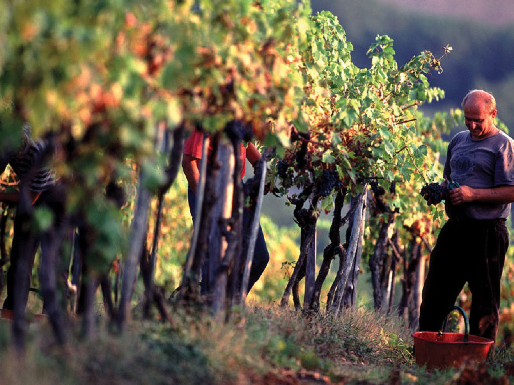 The Wonders of Chianti - Half-Day Tour - Florence
