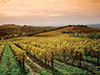 The Wonders of Chianti