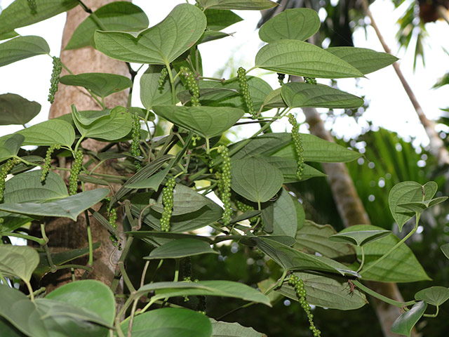 Image of Sahakari Spice Farm - Private Tour