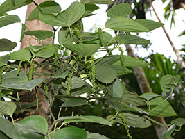 Private Tour of Sahakari Spice Farm in Goa