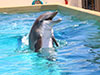 Clearwater Marine Aquarium