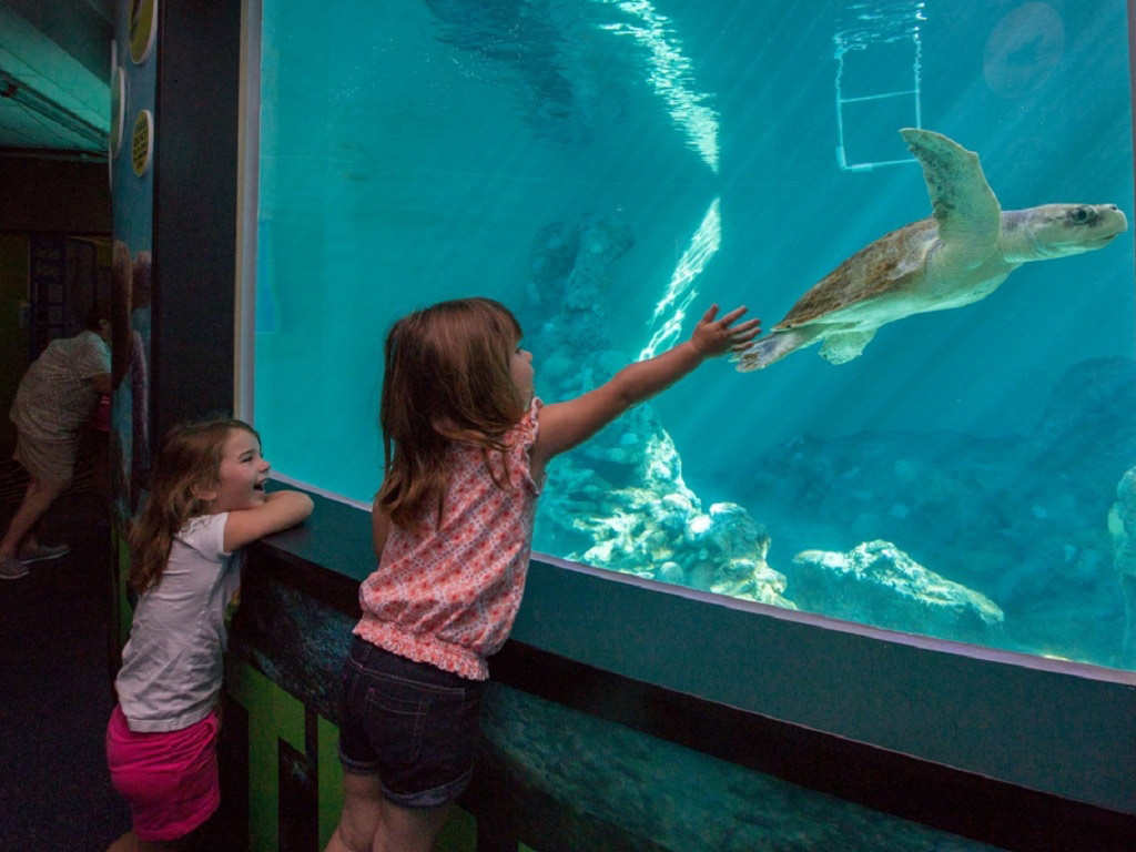 Compre ingressos para Clearwater Mareme Aquarium Seus Ingressos Seus Ingressos