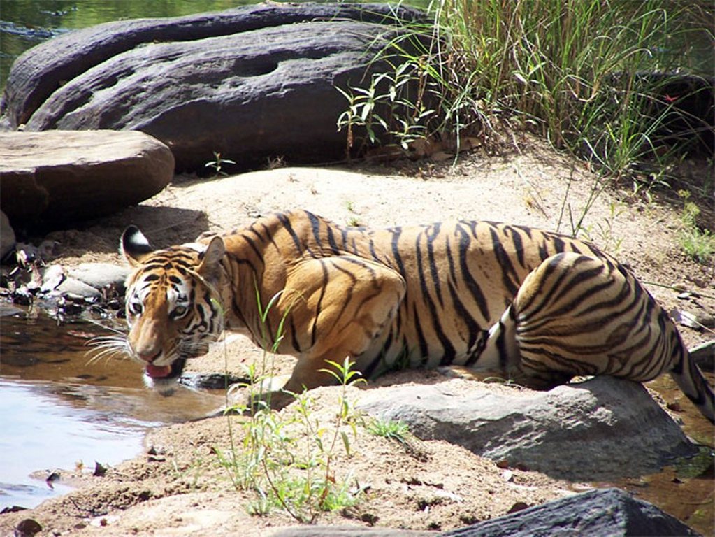 Panna National Park private tour