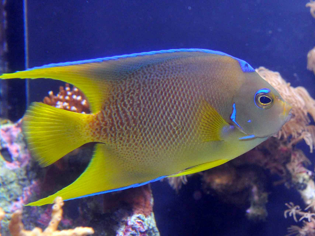 Key West Aquarium