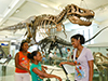 American Museum of Natural History
