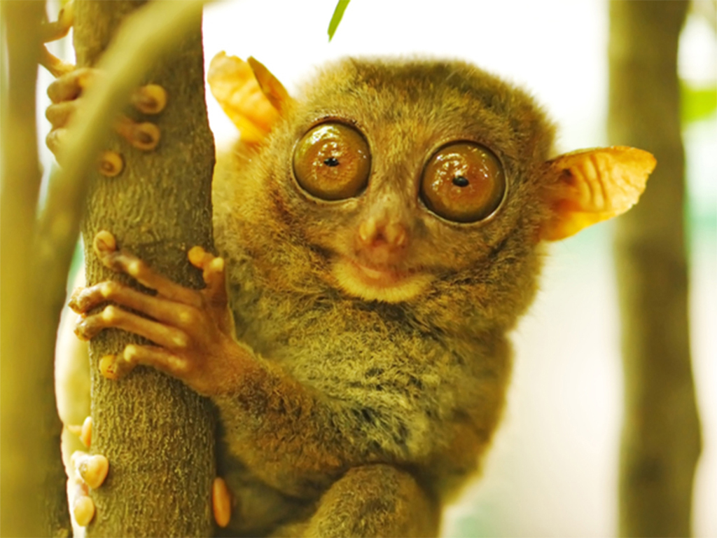 Bohol Wildlife and Nature Tour