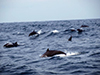 Nusa Dua dolphin cruise