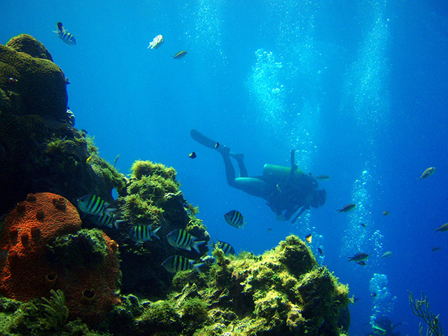 Diving Short Course - San Andres
