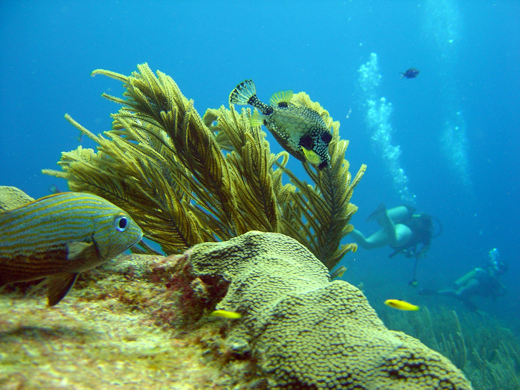 Scuba Diving Tour - San Andres
