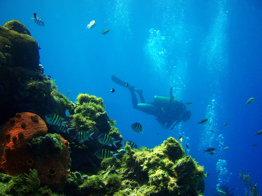 Scuba Diving Tour - San Andres