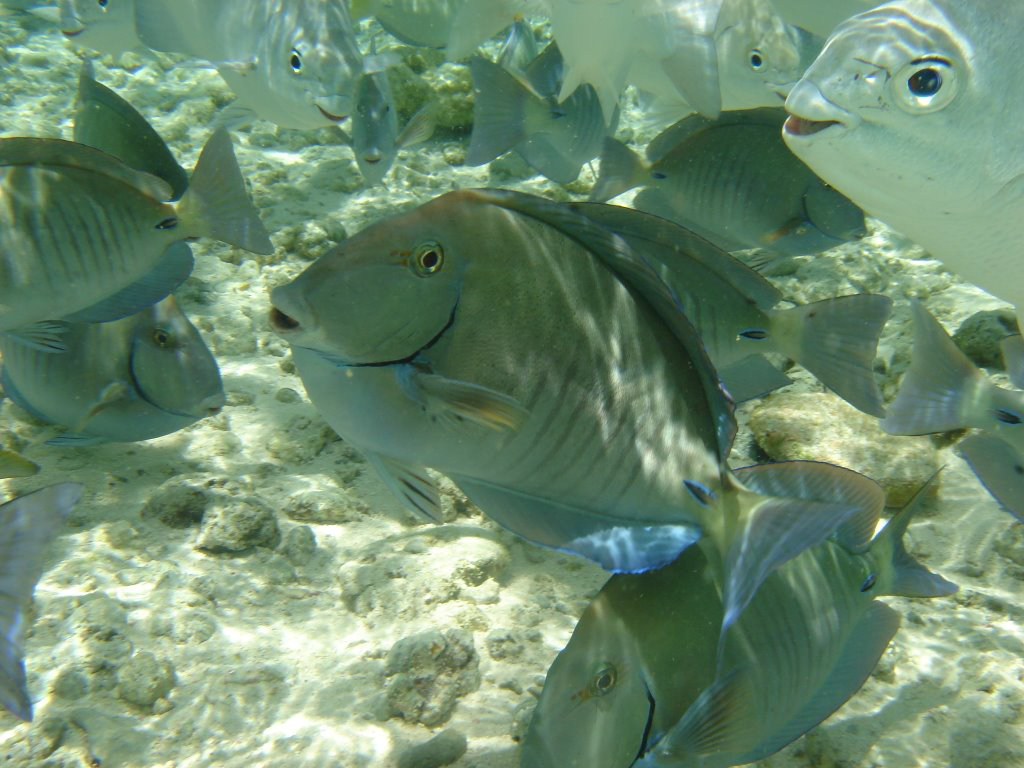 Trip to Johnny Cay and visit to San Andres Aquarium