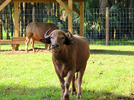 Wild Florida Drive-thru Wildlife Safari Park 