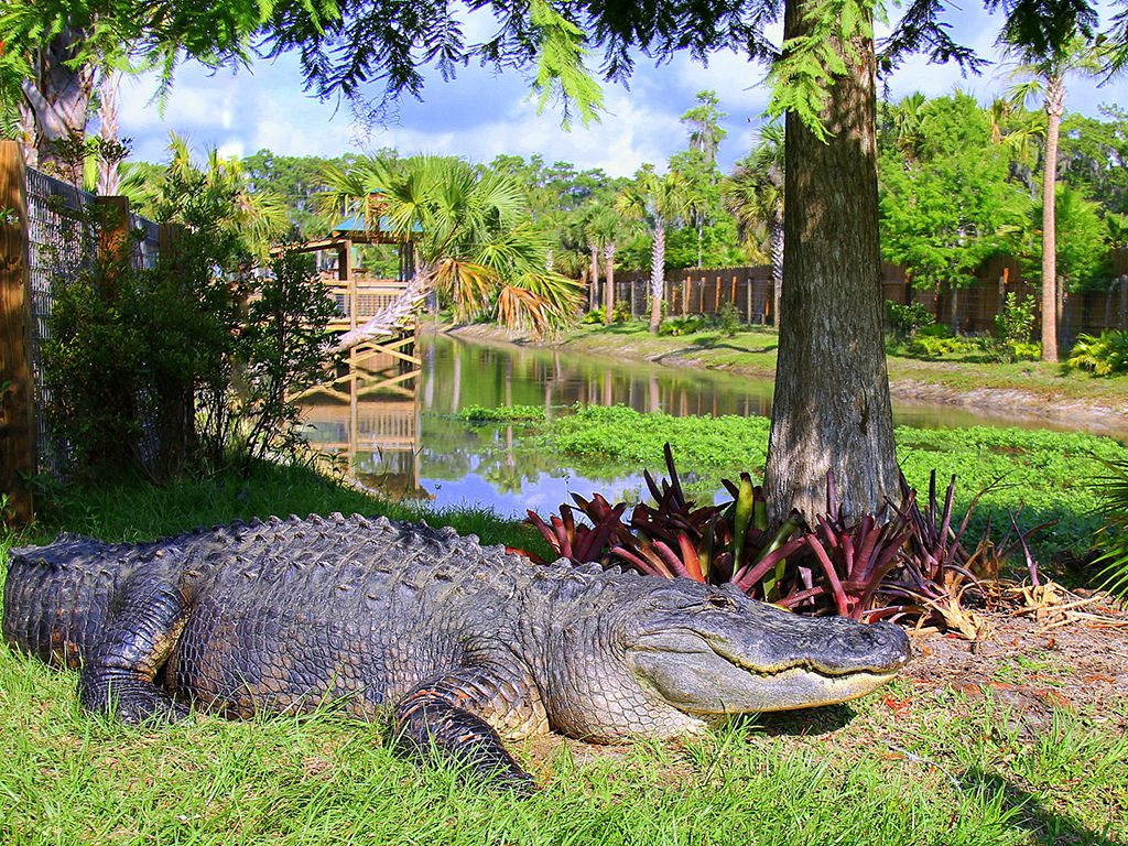 Wild Florida Drive-thru Wildlife Safari Park