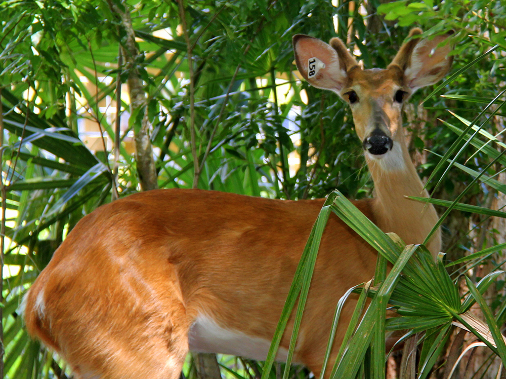 Wild Florida Drive-thru Wildlife Safari Park