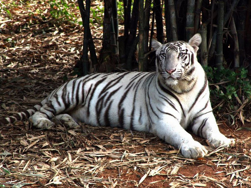 Excursion to Vandaloor Zoo- Private Tour