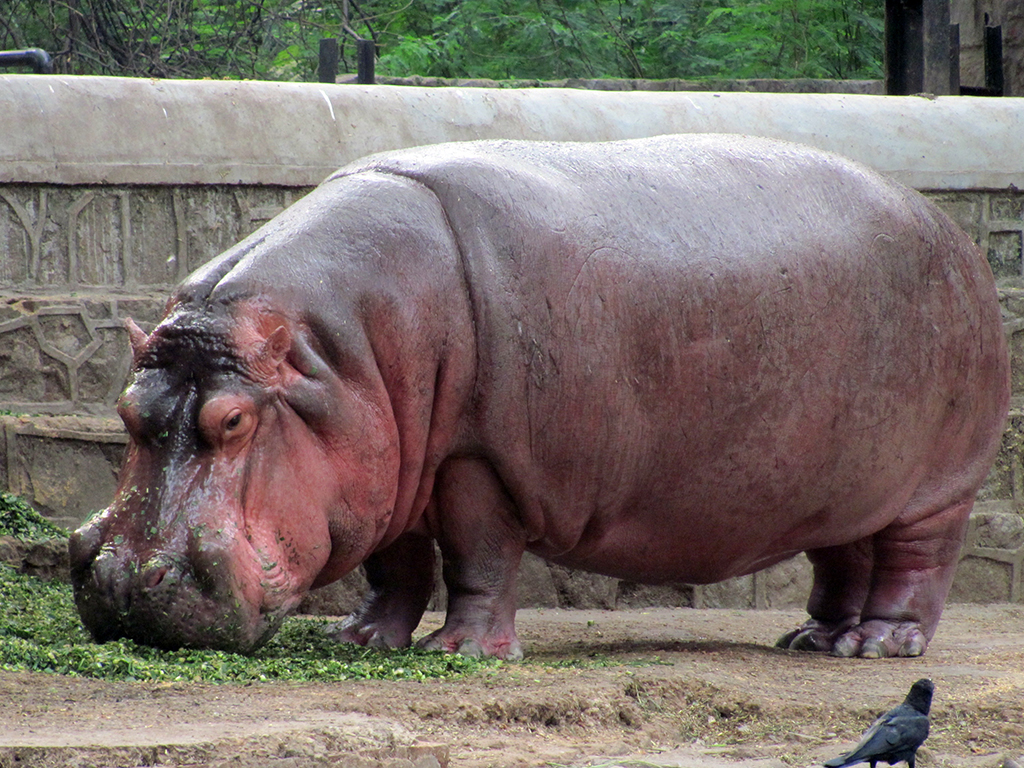 Visit to Delhi Zoo