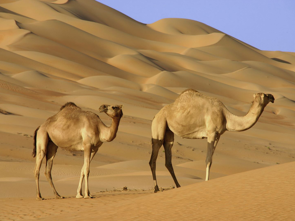 Wahiba Sands Full Day Tour - Muscat