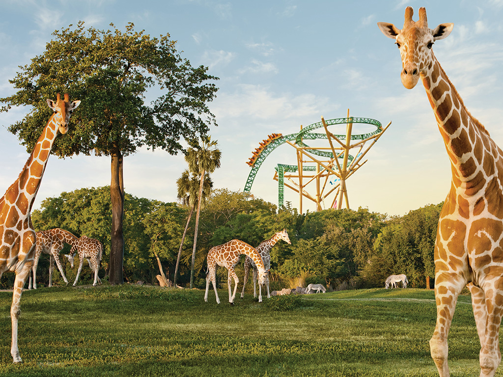 Busch Gardens Serengeti Safari Tour