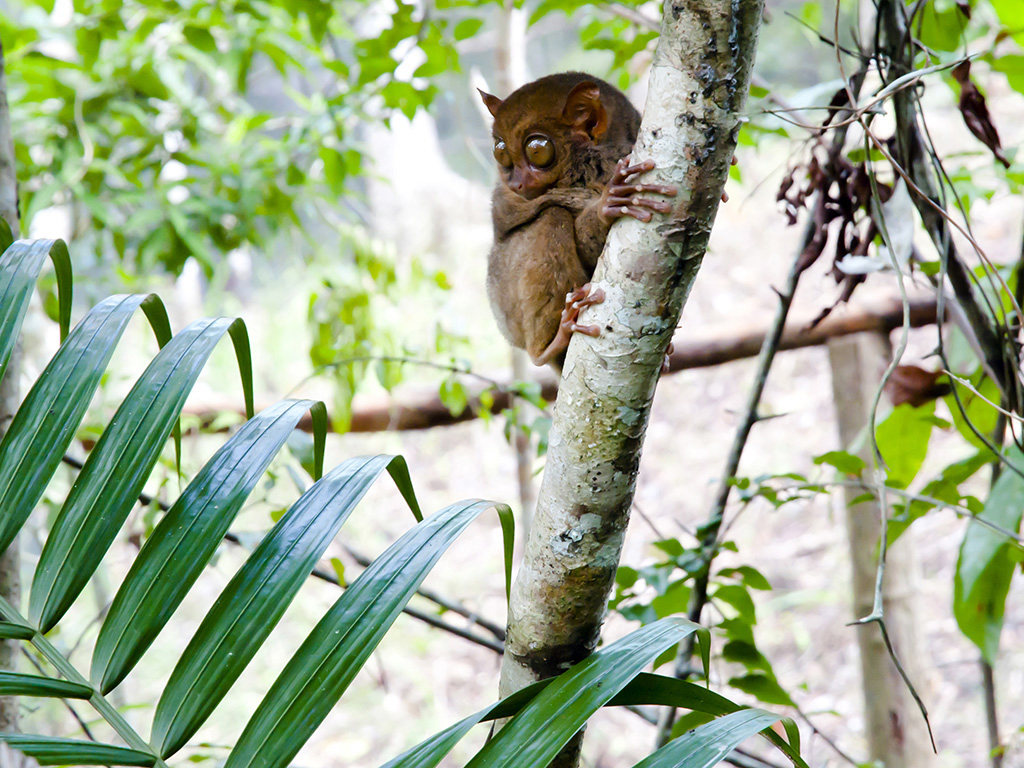 Tour Chocolate Hills and Tarsier Encounter - Private - Bohol