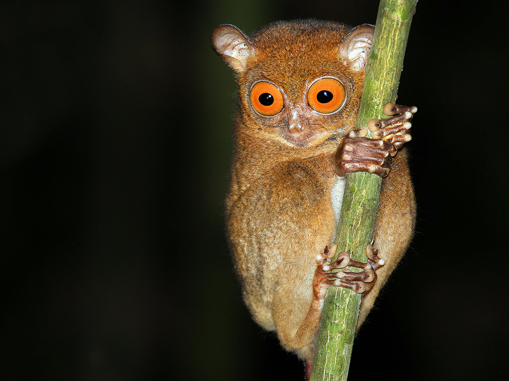 Tour Chocolate Hills and Tarsier Encounter - Private - Bohol