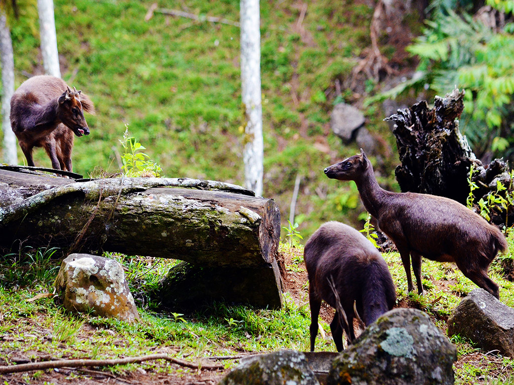 Eden Nature Park with Light Snacks - Davao