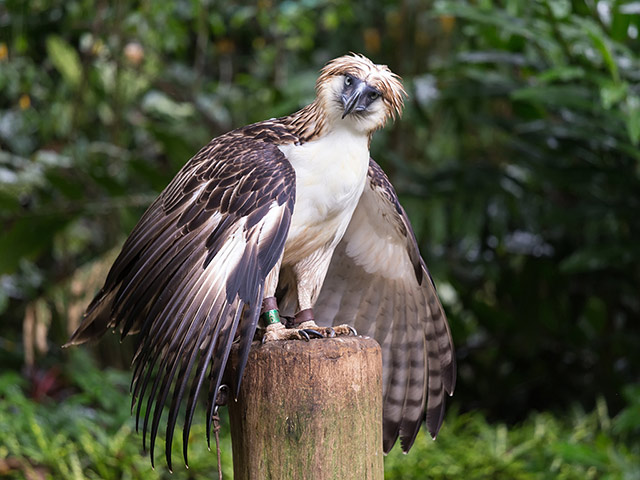 Philippine Eagle and Malagos Resort tour - Davao