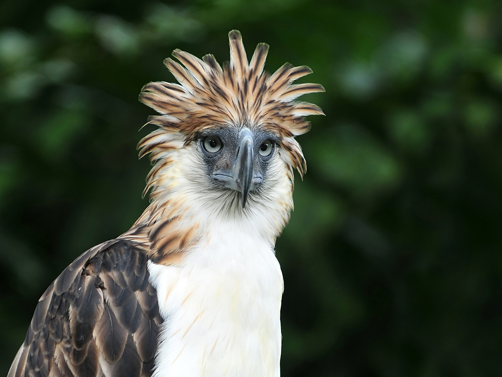 Philippine Eagle and Malagos Resort tour - Davao