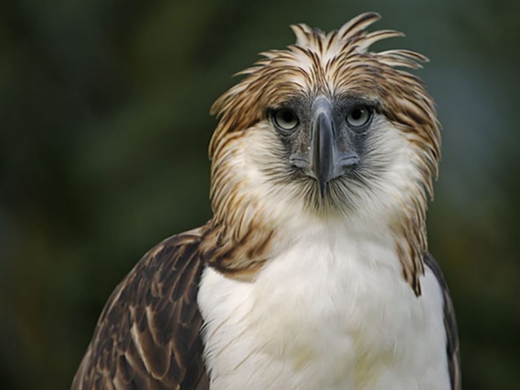 Philippine Eagle and Malagos Resort tour - Davao