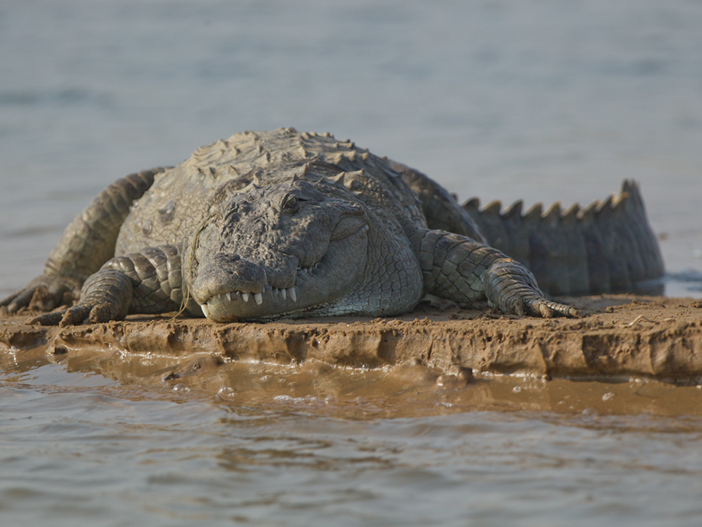 Chambal River Sanctuary - Private Tour