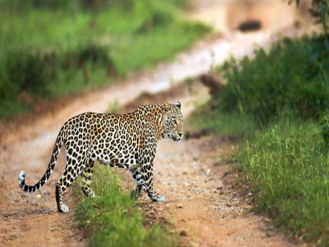 Sundarbans Tiger Reserve Tour