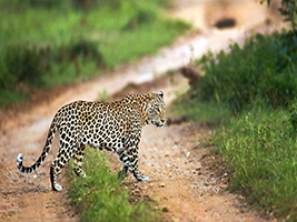 Sundarbans Tiger Reserve Tour: Explore a Unique Ecosystem