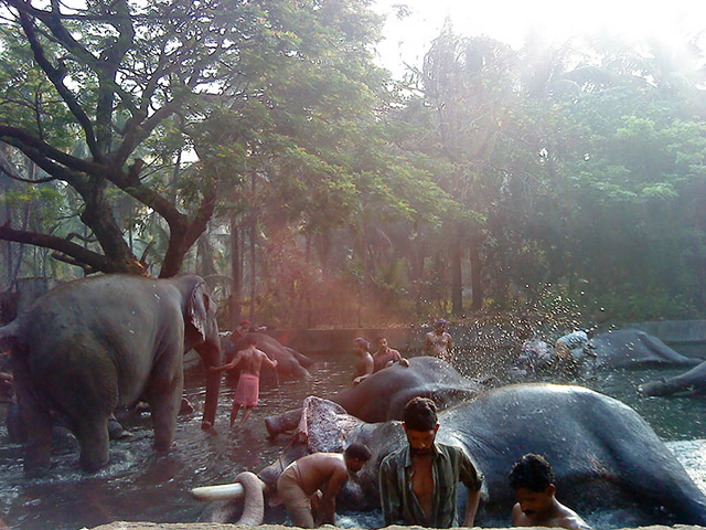 Guruvayur and elephant tour