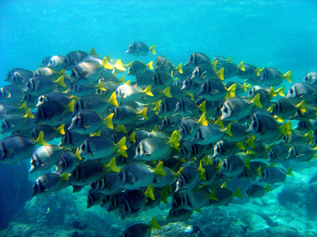 Scuba Diving in Acapulco