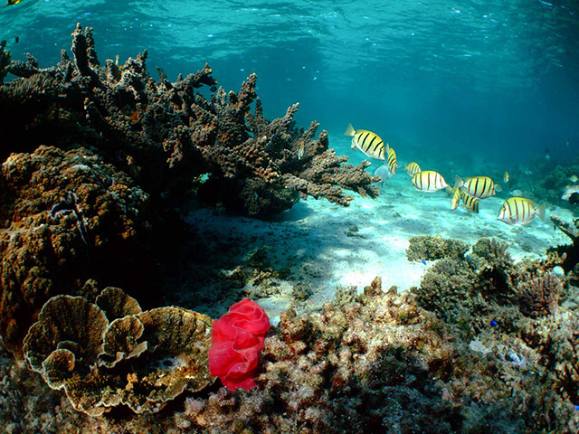 Roqueta Island Snorkelling Tour