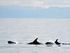 Winter Whale Watching Tour