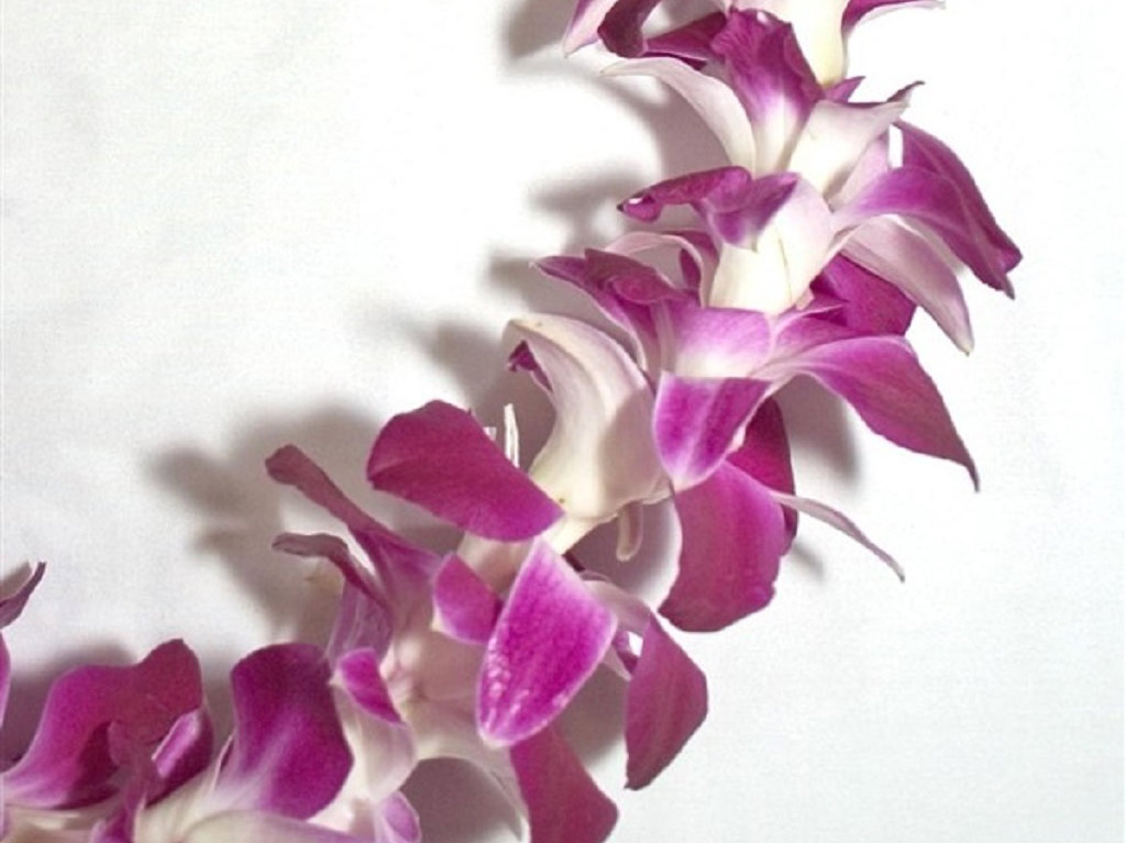 Traditional Lei Greeting in Kona - Hawaii - The Big Island