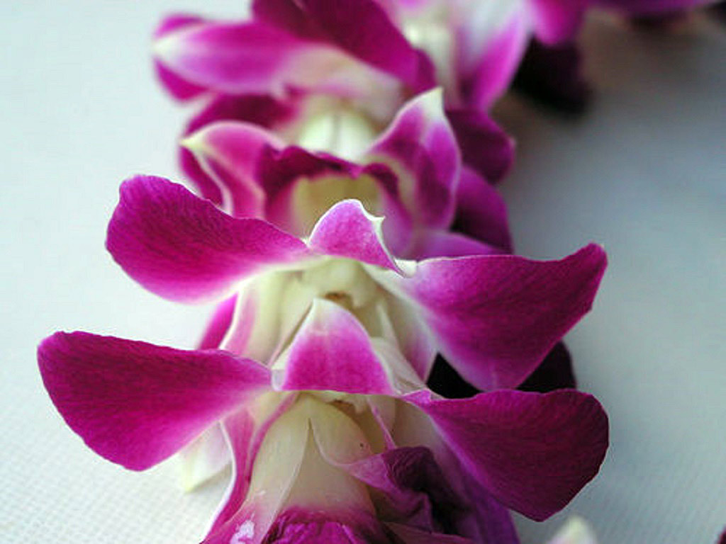 Traditional Lei Greeting in Kona - Hawaii - The Big Island