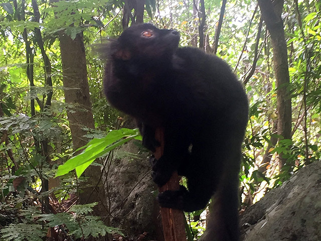 City Tour and Lemurua Land - Nosy Be