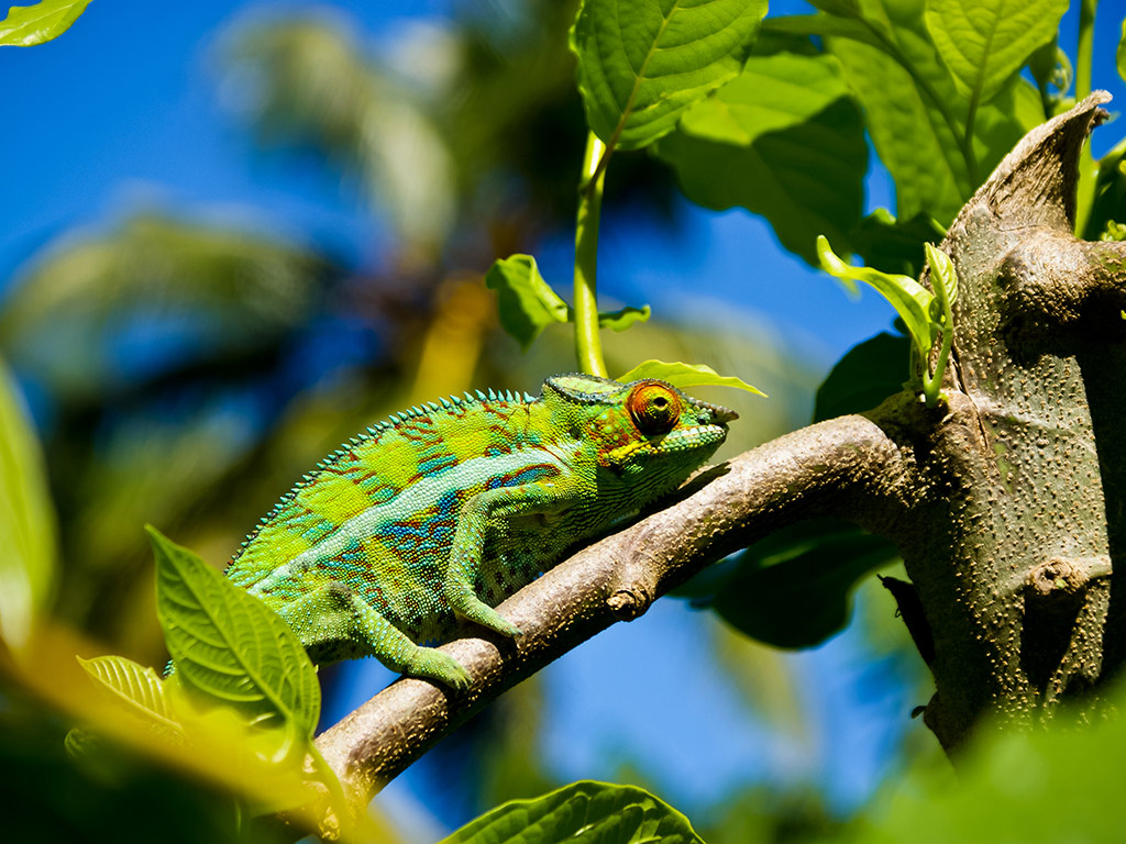 City Tour and Lemurua Land - Nosy Be