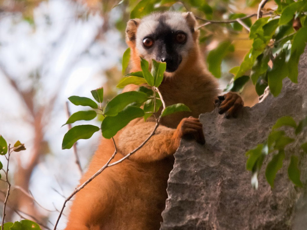 City Tour and Lemurua Land - Nosy Be