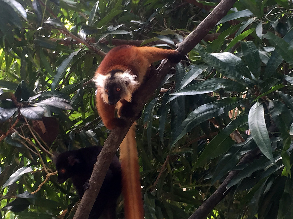 Nosy Komba and Tanikely Tour - Nosy Be