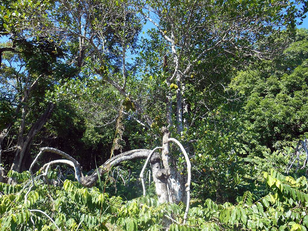 Domaine de Florette - Nosy Be