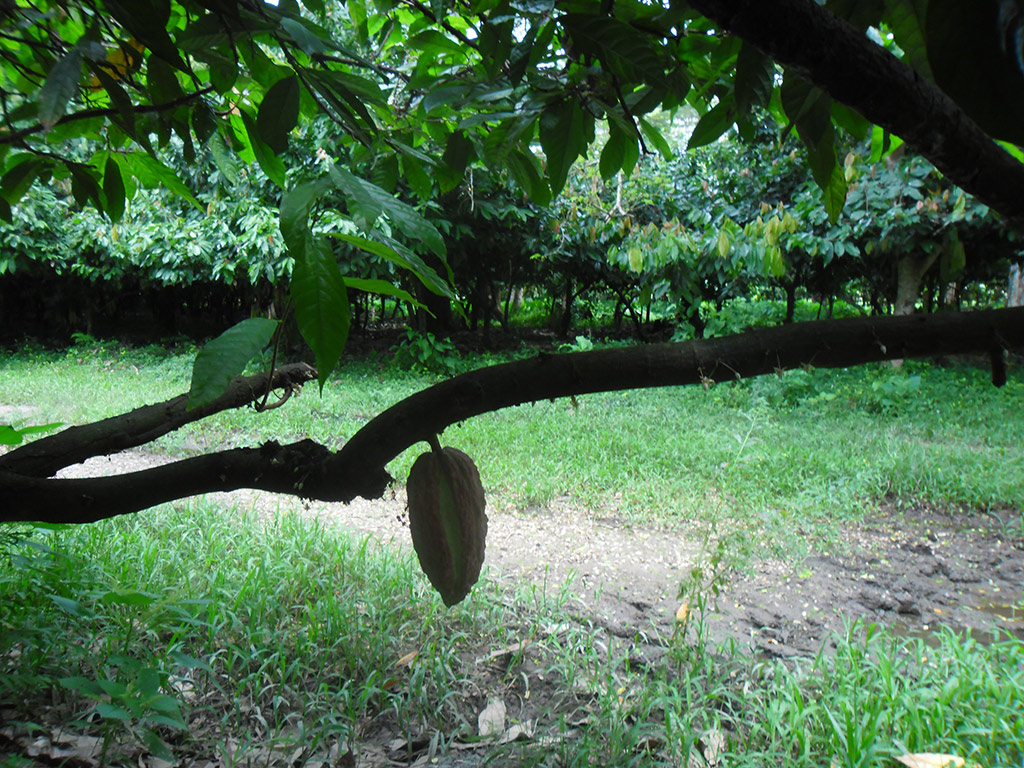 Domaine de Florette - Nosy Be