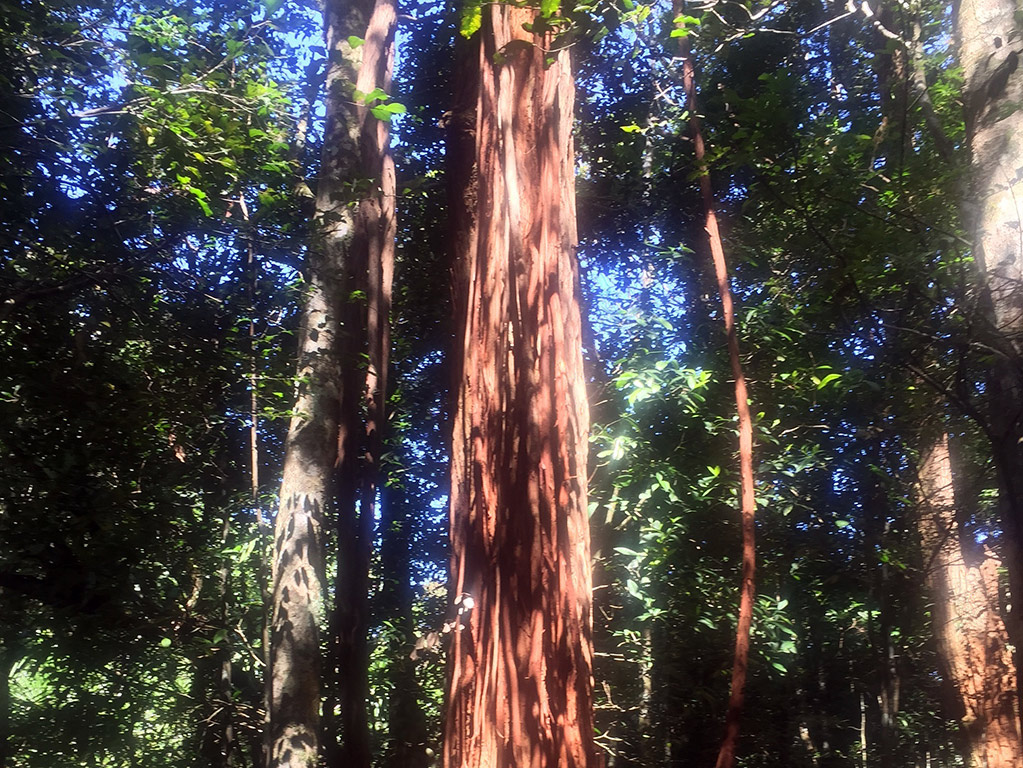 Amber Mountain National Park - Antisiranana