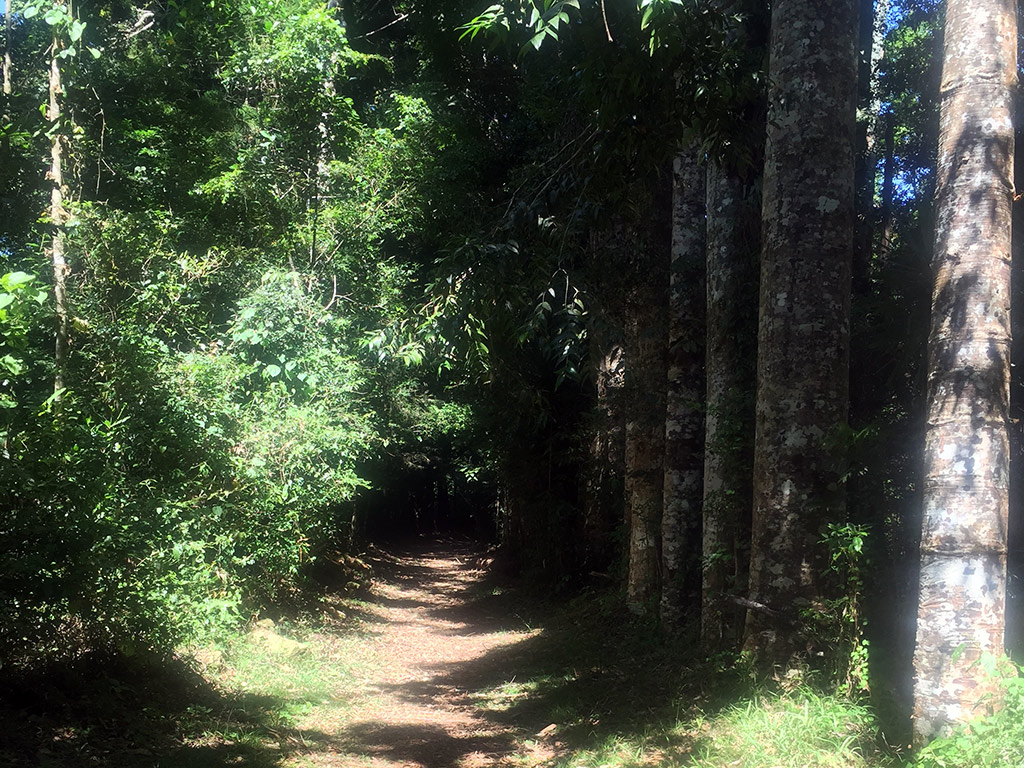 Amber Mountain National Park - Antisiranana
