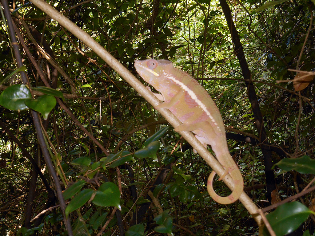 Ankarana National Park - Antisiranana