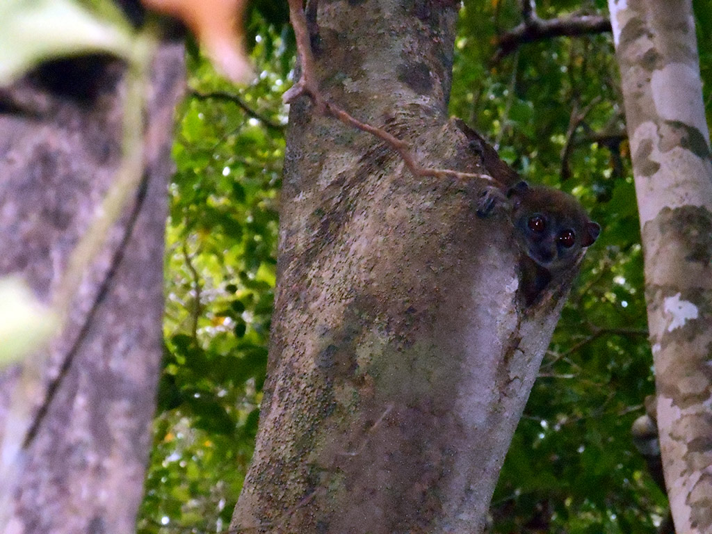 Ankarana National Park - Antisiranana