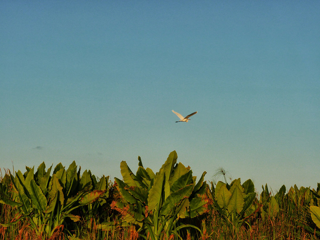Pangalanes channels - Toamasina